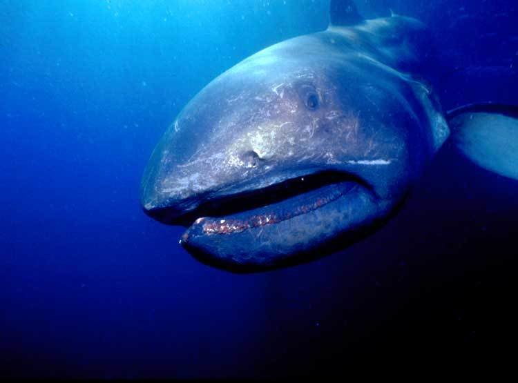 Shark comp. Shark ‘skin’ is made up of a series of scales that act as an outer skeleton for easy movement and for saving energy in the water. The upper side of 