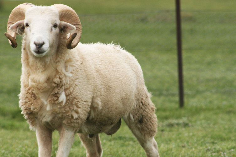 Sheep comp. . iii' I IAI ll I w rau f I L