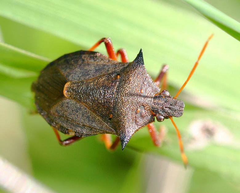 Shield bug comp. Adult shield bugs are attractive insects, easily characterised by their flattish oval or five-sided shield shape. They are often called stink b