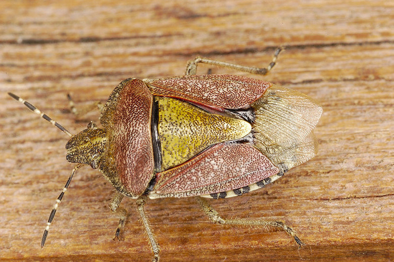 Shield bug comp. Adult shield bugs are attractive insects, easily characterised by their flattish oval or five-sided shield shape. They are often called stink b