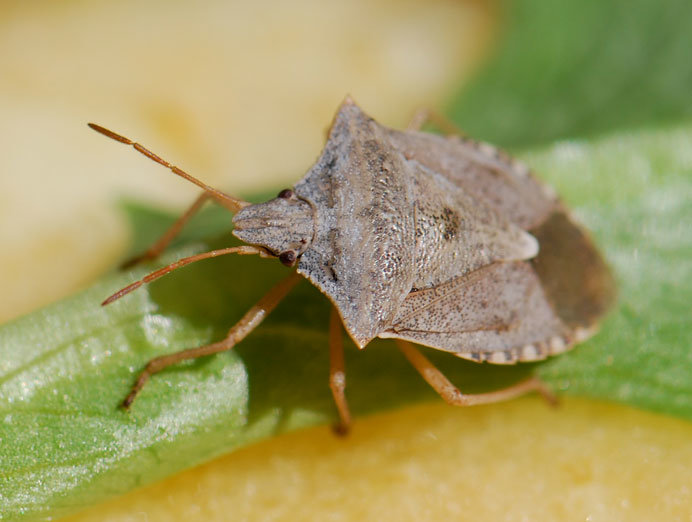 Shield bug comp. Adult shield bugs are attractive insects, easily characterised by their flattish oval or five-sided shield shape. They are often called stink b