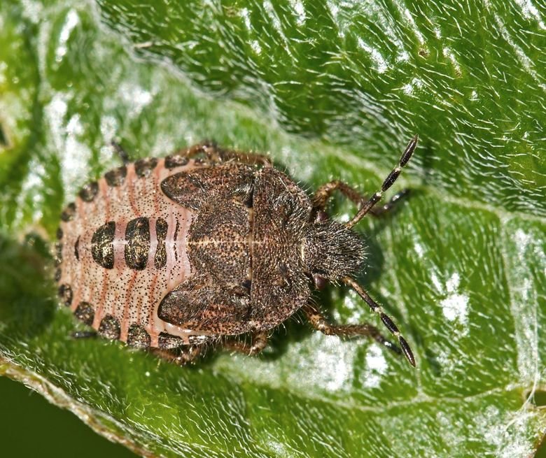Shield bug comp. Adult shield bugs are attractive insects, easily characterised by their flattish oval or five-sided shield shape. They are often called stink b
