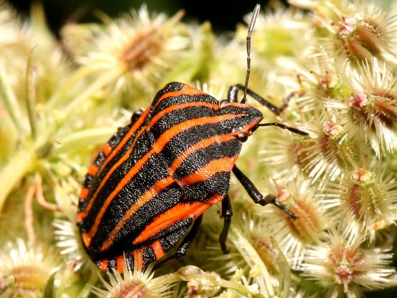 Shield bug comp. Adult shield bugs are attractive insects, easily characterised by their flattish oval or five-sided shield shape. They are often called stink b