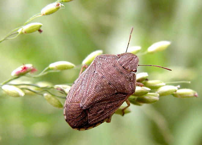 Shield bug comp. Adult shield bugs are attractive insects, easily characterised by their flattish oval or five-sided shield shape. They are often called stink b