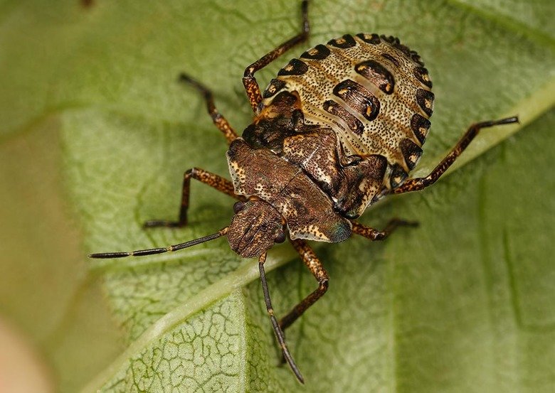 Shield bug comp. Adult shield bugs are attractive insects, easily characterised by their flattish oval or five-sided shield shape. They are often called stink b