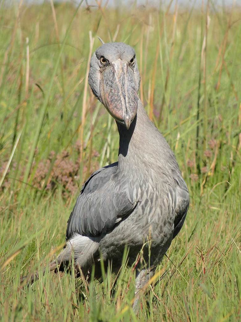 Shoebill comp. .. This comp is dedicated to user internetnick