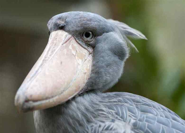 Shoebill comp. .. This comp is dedicated to user internetnick