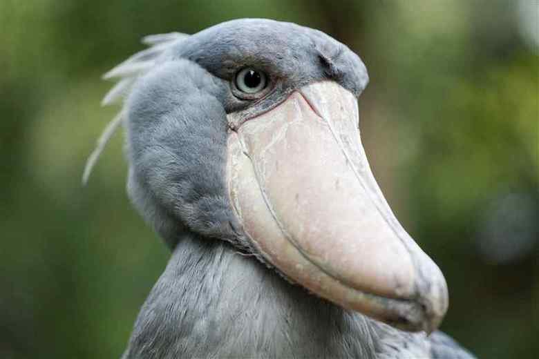 Shoebill comp. .. This comp is dedicated to user internetnick