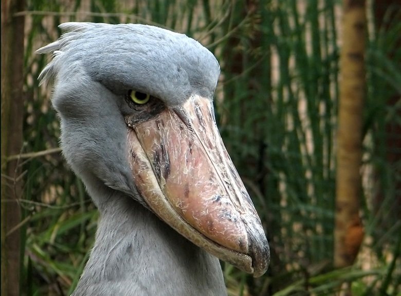 Shoebill comp. .. This comp is dedicated to user internetnick
