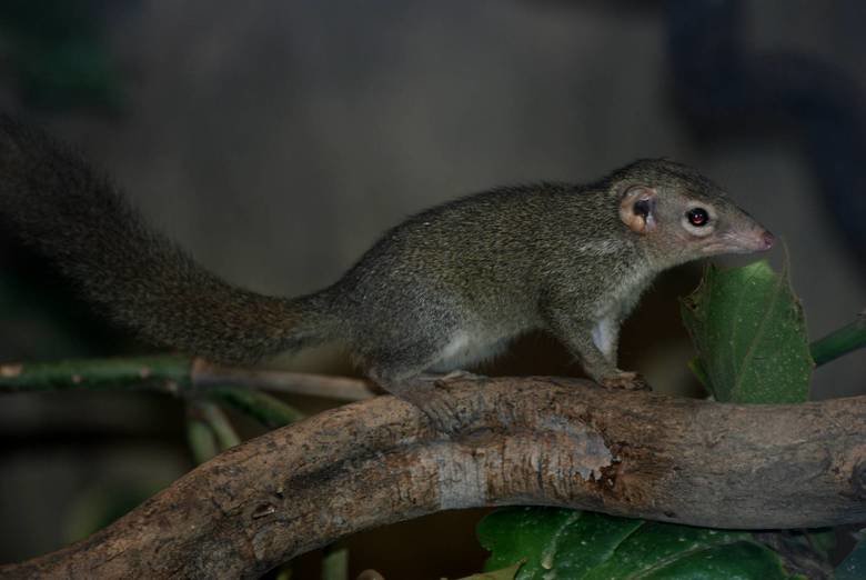 Shrew comp. .. this comp