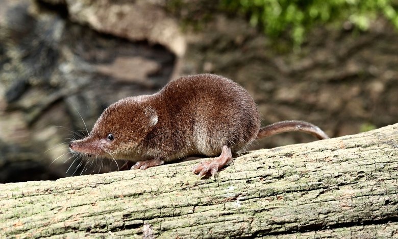 Shrew comp. .. this comp