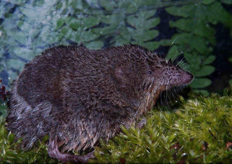 Shrew comp. .. this comp