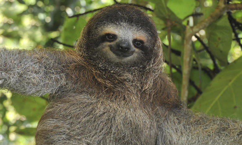 Sloth comp. Sloths mate in trees and give birth to their young in trees. Courting starts when a female yells a mating scream to let the males in the area know s