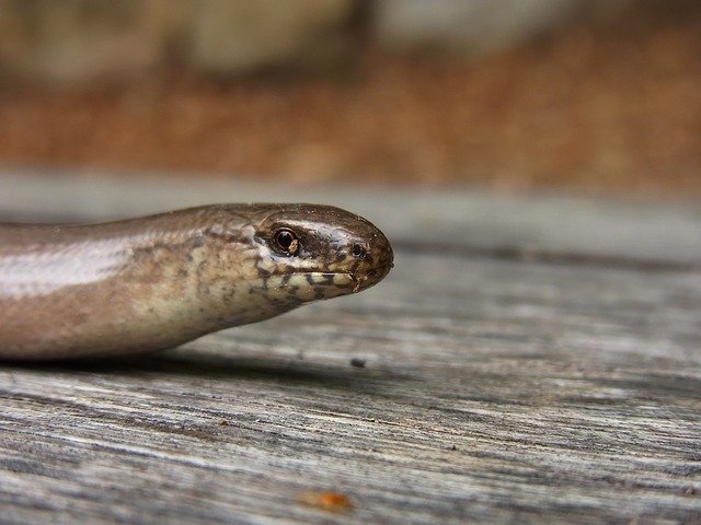 Slow worm comp. Despite their name and appearance, slow worms are neither worms or snakes, but are in fact lizards - they're given away by their ability to shed