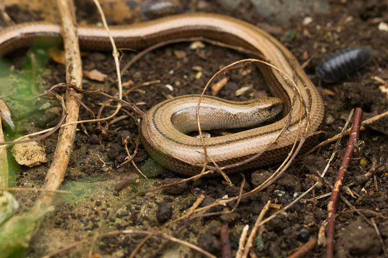 Slow worm comp. Despite their name and appearance, slow worms are neither worms or snakes, but are in fact lizards - they're given away by their ability to shed