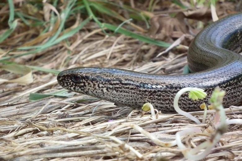 Slow worm comp. Despite their name and appearance, slow worms are neither worms or snakes, but are in fact lizards - they're given away by their ability to shed