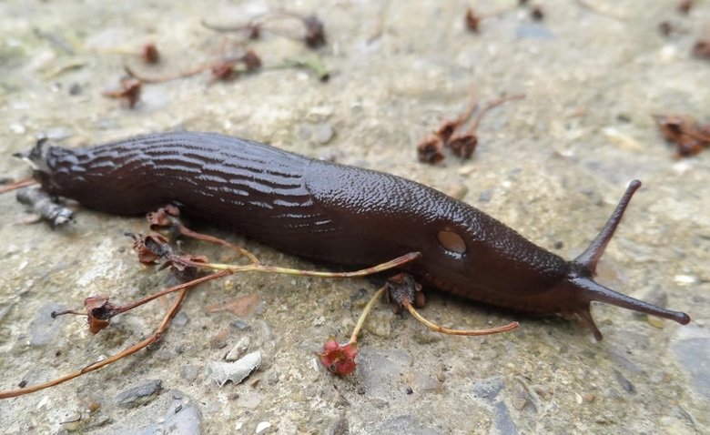 Slug comp. .. You ain't got no legs Lieutenant Dan.