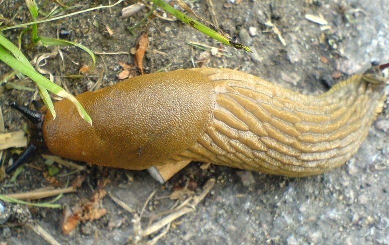 Slug comp. .. You ain't got no legs Lieutenant Dan.