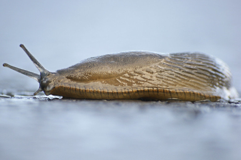 Slug comp. .. You ain't got no legs Lieutenant Dan.