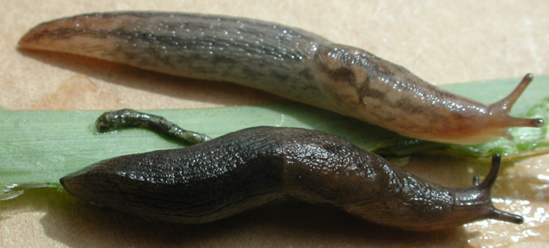 Slug comp. .. You ain't got no legs Lieutenant Dan.