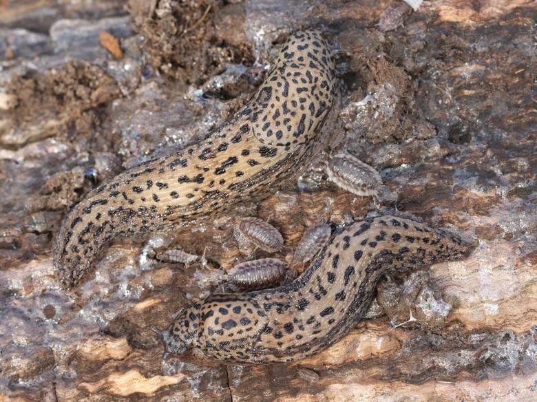 Slug comp. .. You ain't got no legs Lieutenant Dan.