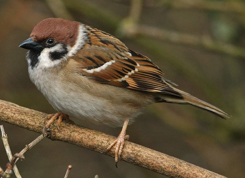 Sparrow comp. Sparrows are generally small sized birds that can be easily identified by their smoothly rounded heads. Sparrows range in size from the Chestnut s