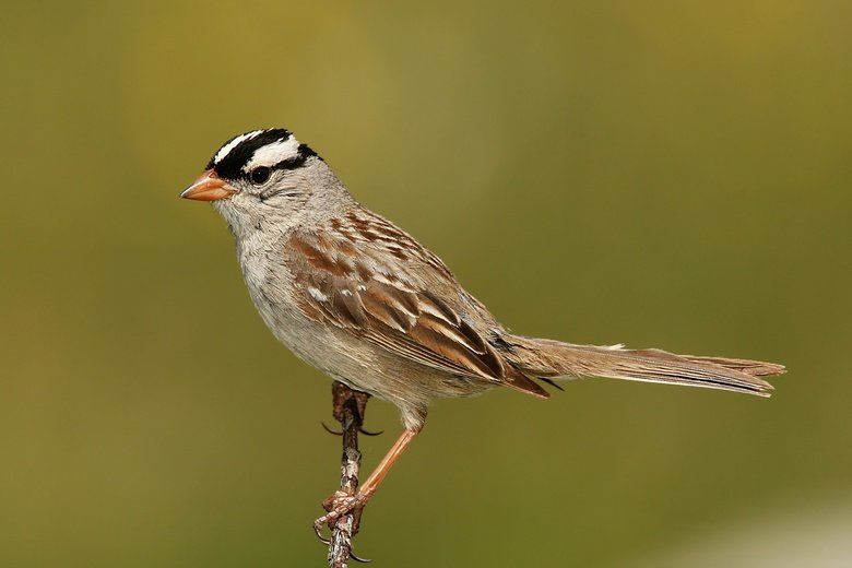 Sparrow comp. Sparrows are generally small sized birds that can be easily identified by their smoothly rounded heads. Sparrows range in size from the Chestnut s