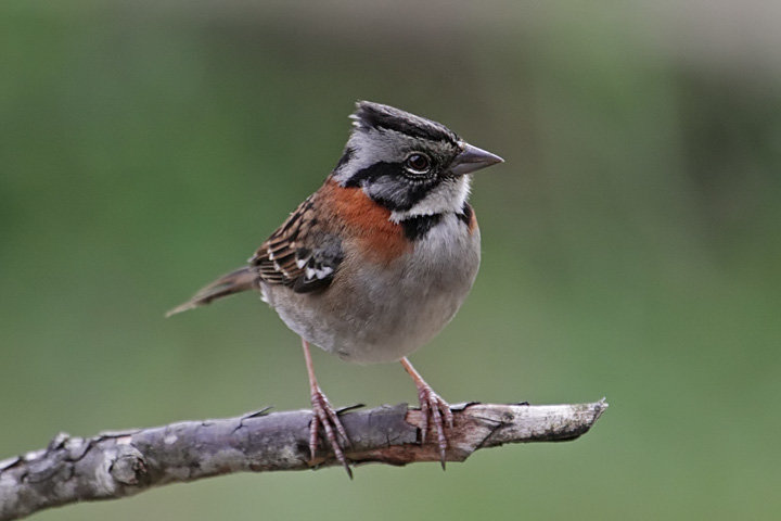Sparrow comp. Sparrows are generally small sized birds that can be easily identified by their smoothly rounded heads. Sparrows range in size from the Chestnut s