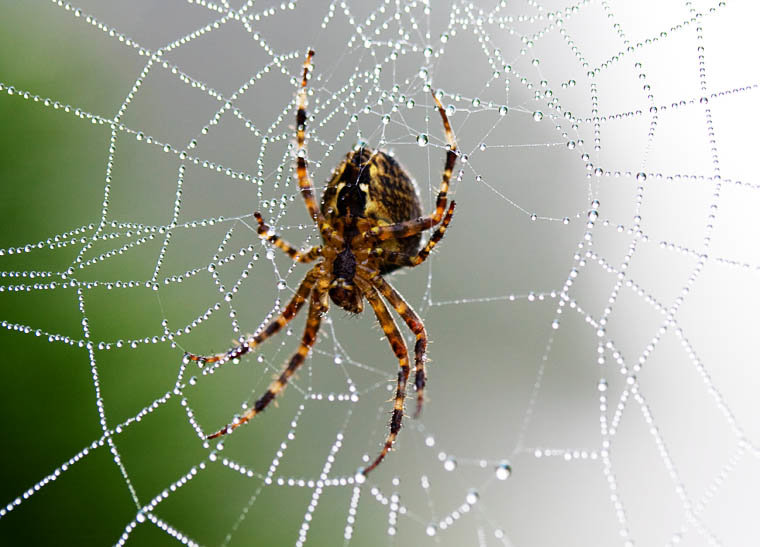Spider comp. All spiders are carnivorous, Most spiders eat insects but a few of the larger species are big enough to prey on small vertebrate animals like mice 