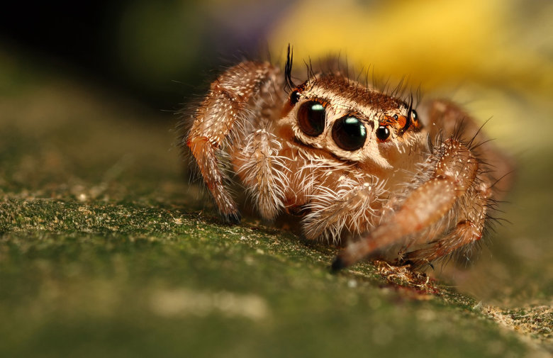 Spider comp. All spiders are carnivorous, Most spiders eat insects but a few of the larger species are big enough to prey on small vertebrate animals like mice 
