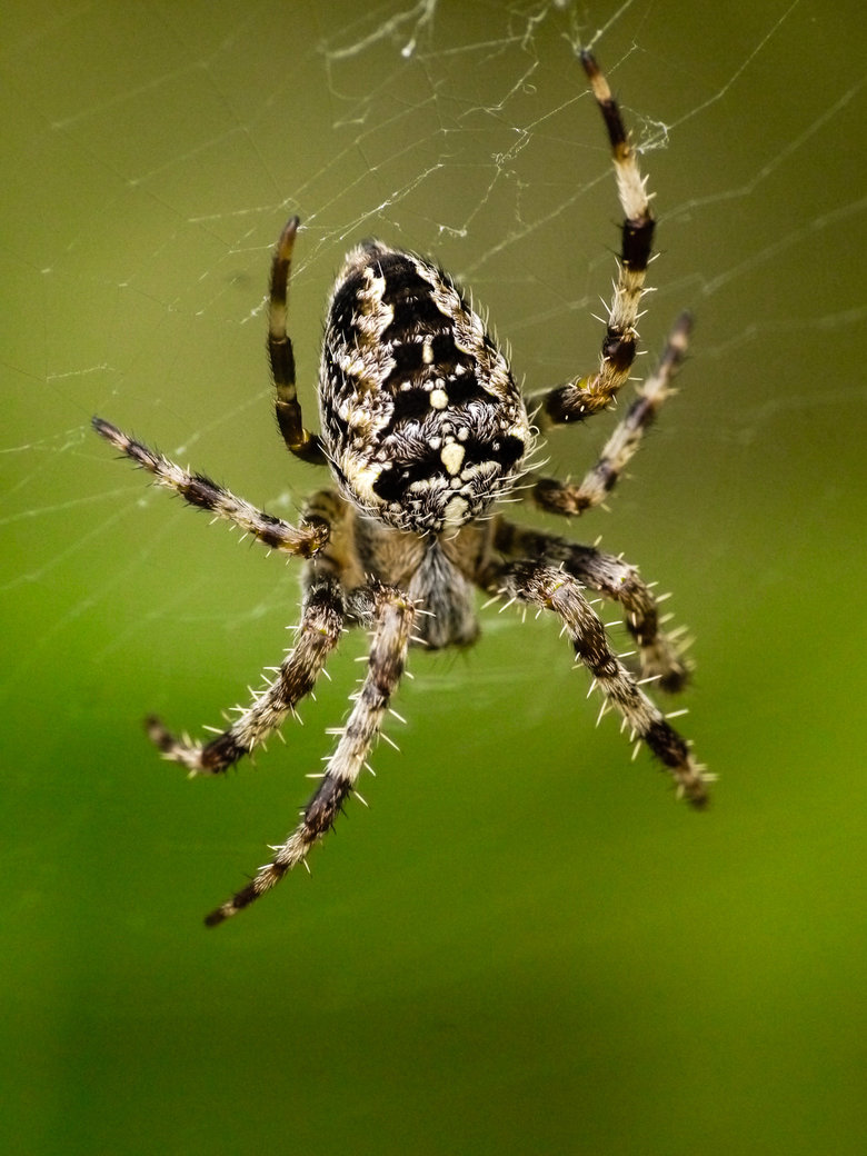 Spider comp. All spiders are carnivorous, Most spiders eat insects but a few of the larger species are big enough to prey on small vertebrate animals like mice 