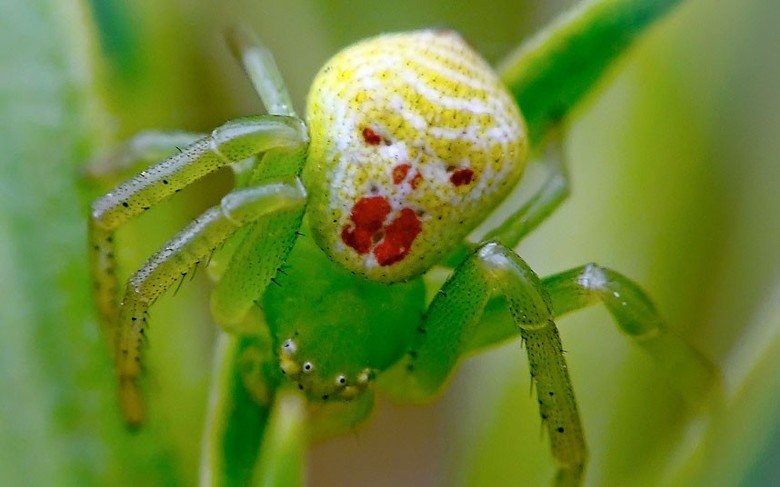 Spider comp. All spiders are carnivorous, Most spiders eat insects but a few of the larger species are big enough to prey on small vertebrate animals like mice 