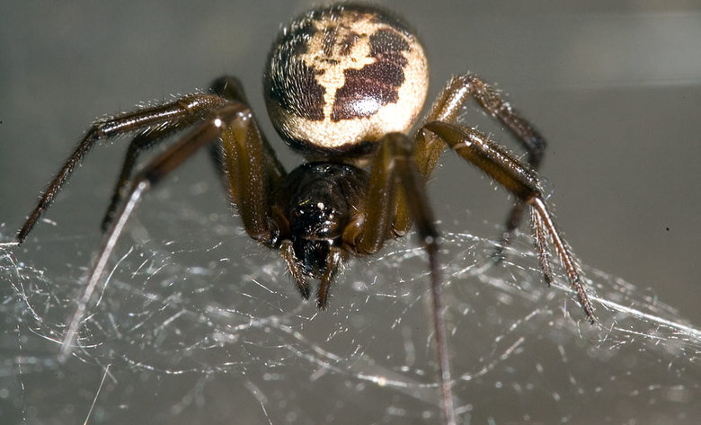 Spider comp. All spiders are carnivorous, Most spiders eat insects but a few of the larger species are big enough to prey on small vertebrate animals like mice 