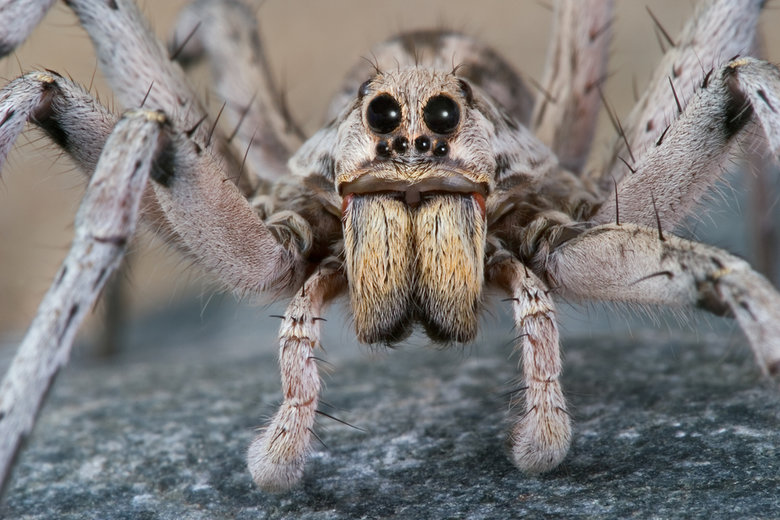 Spider comp. All spiders are carnivorous, Most spiders eat insects but a few of the larger species are big enough to prey on small vertebrate animals like mice 