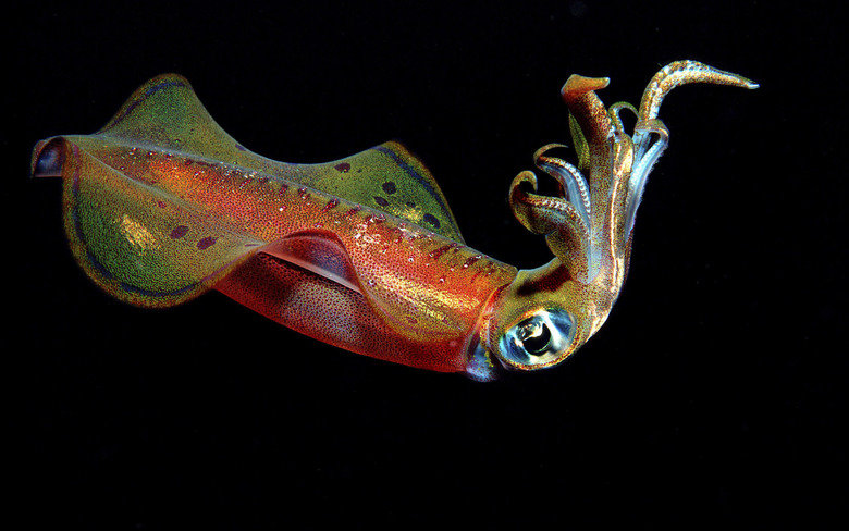 Squid comp. A squid has gills which is uses to breath through. Therefore it doesn’t have to go to the surface of the water for air. They have a very complex bod