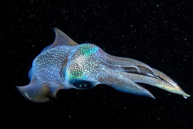 Squid comp. A squid has gills which is uses to breath through. Therefore it doesn’t have to go to the surface of the water for air. They have a very complex bod