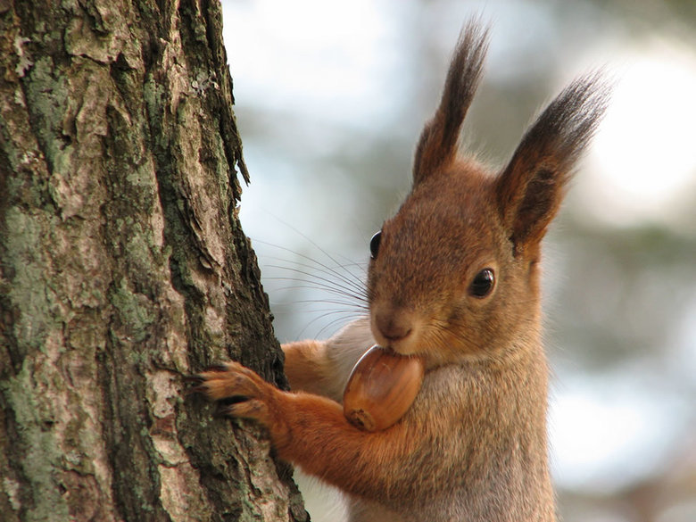 Squirrel comp. Squirrels are extremely intelligent creatures. They are known to put on elaborate bogus food burying displays to deceive onlookers. The fake buri