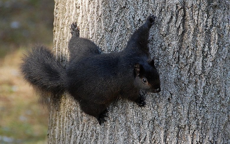 Squirrel comp. Squirrels are extremely intelligent creatures. They are known to put on elaborate bogus food burying displays to deceive onlookers. The fake buri