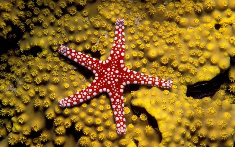 Starfish comp. Starfish (sea stars) are beautiful animals that can be a variety of colors, shapes and sizes, although all resemble a star. While some appear smo