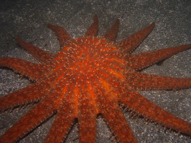 Starfish comp. Starfish (sea stars) are beautiful animals that can be a variety of colors, shapes and sizes, although all resemble a star. While some appear smo