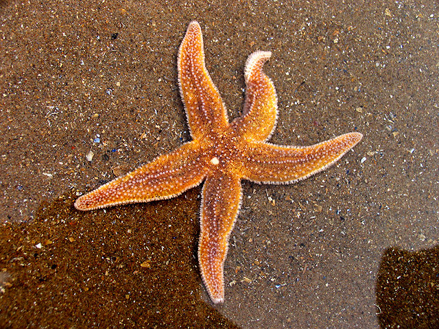Starfish comp. Starfish (sea stars) are beautiful animals that can be a variety of colors, shapes and sizes, although all resemble a star. While some appear smo