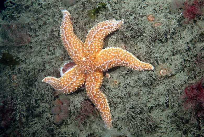 Starfish comp. Starfish (sea stars) are beautiful animals that can be a variety of colors, shapes and sizes, although all resemble a star. While some appear smo
