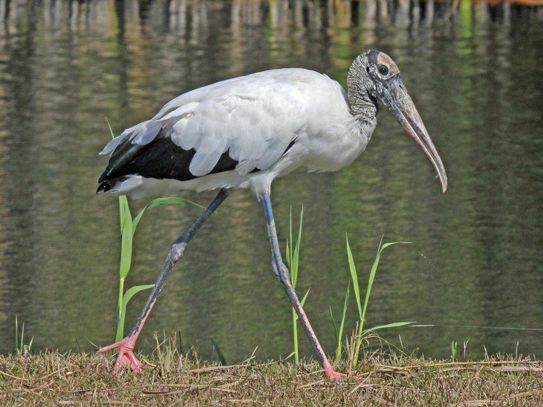 Stork comp. Storks prey on fish, amphibians, small reptiles, shellfish, and insects. Some also catch rodents and moles. Others are scavengers. Jabiru and Maguar
