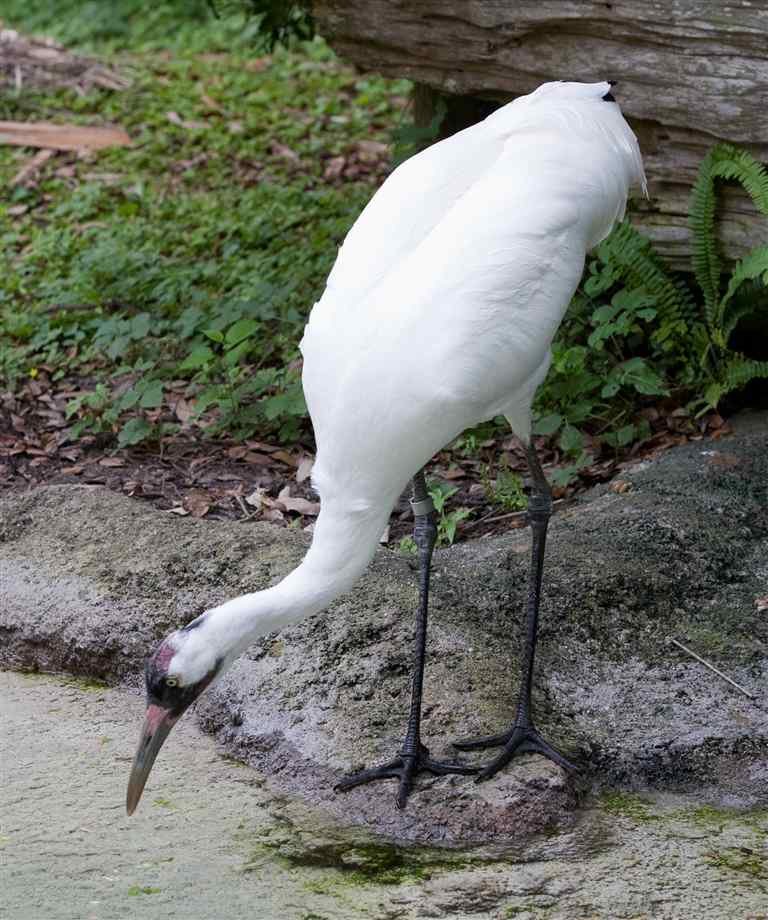 Stork comp. Storks prey on fish, amphibians, small reptiles, shellfish, and insects. Some also catch rodents and moles. Others are scavengers. Jabiru and Maguar