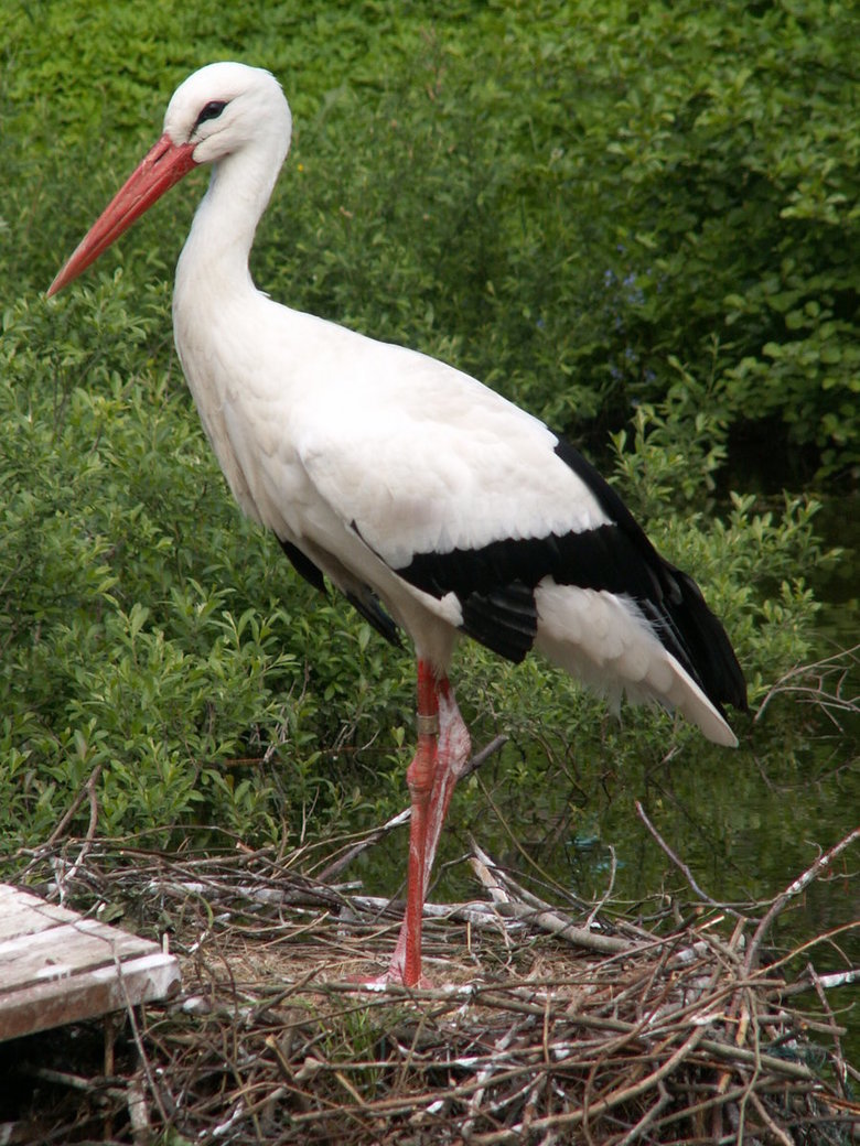 Stork comp. Storks prey on fish, amphibians, small reptiles, shellfish, and insects. Some also catch rodents and moles. Others are scavengers. Jabiru and Maguar