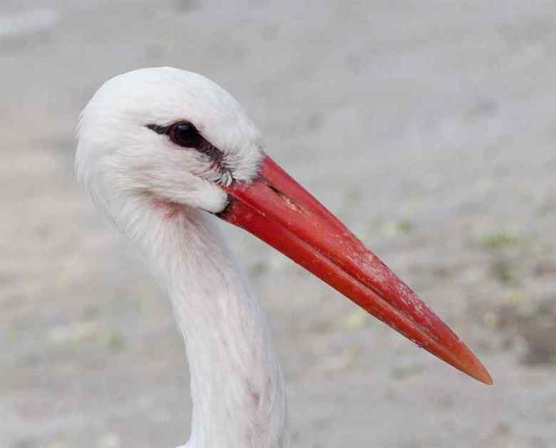 Stork comp. Storks prey on fish, amphibians, small reptiles, shellfish, and insects. Some also catch rodents and moles. Others are scavengers. Jabiru and Maguar