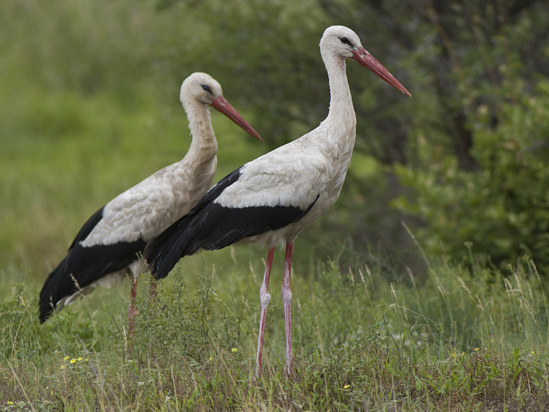Stork comp. Storks prey on fish, amphibians, small reptiles, shellfish, and insects. Some also catch rodents and moles. Others are scavengers. Jabiru and Maguar