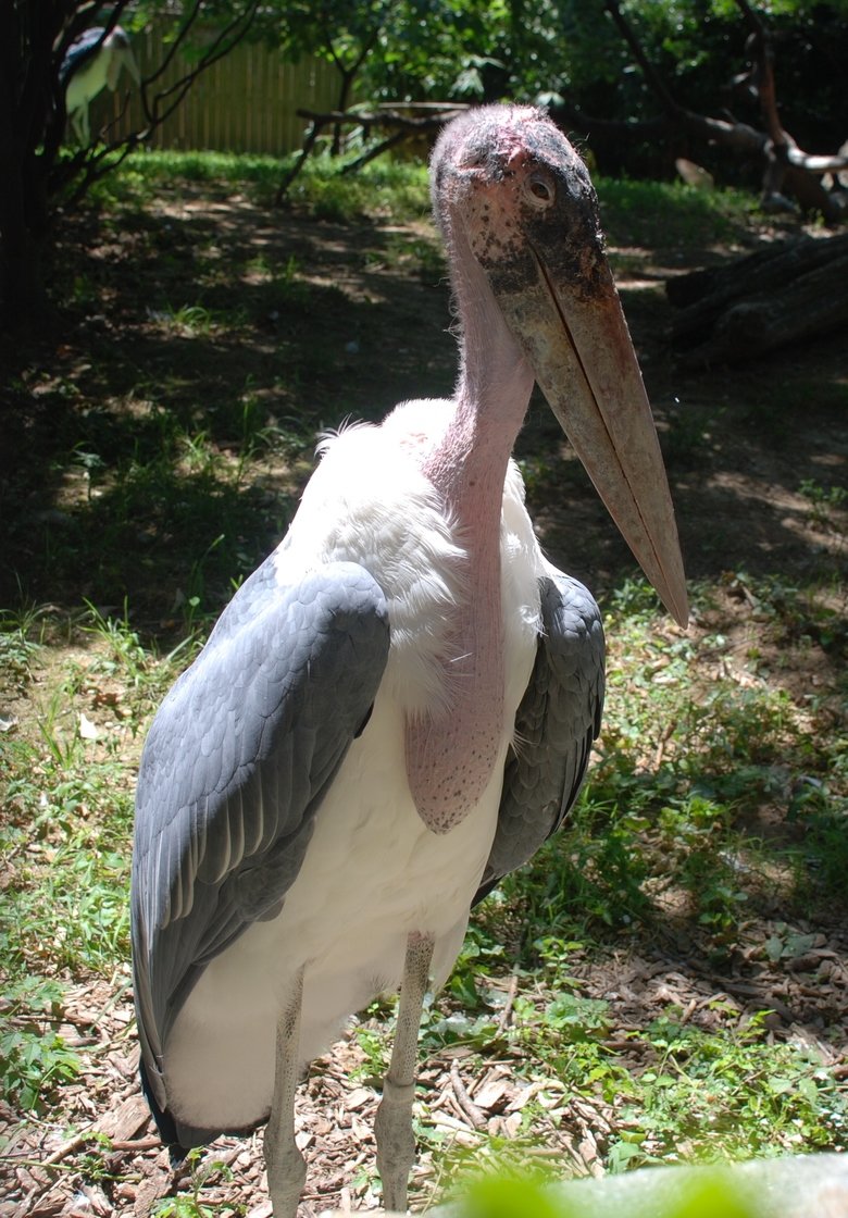 Stork comp. Storks prey on fish, amphibians, small reptiles, shellfish, and insects. Some also catch rodents and moles. Others are scavengers. Jabiru and Maguar
