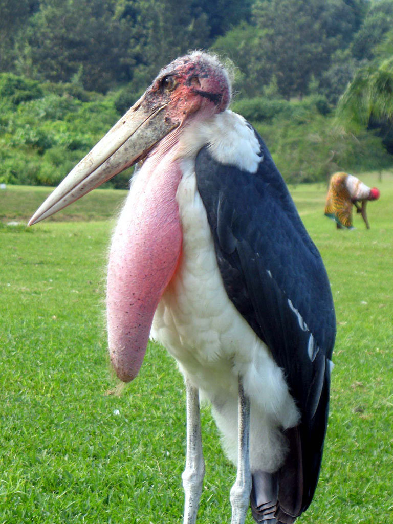 Stork comp. Storks prey on fish, amphibians, small reptiles, shellfish, and insects. Some also catch rodents and moles. Others are scavengers. Jabiru and Maguar