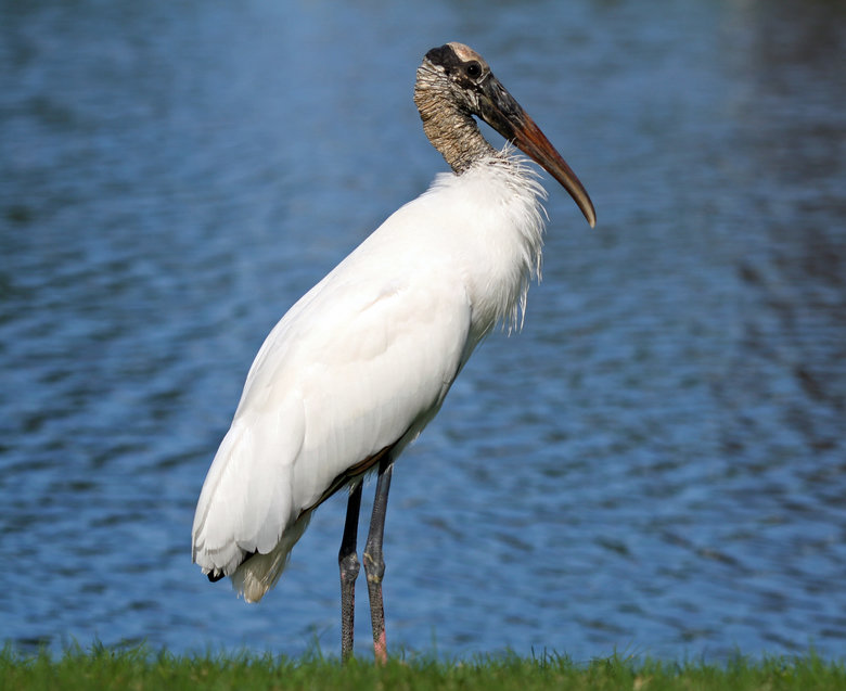Stork comp. Storks prey on fish, amphibians, small reptiles, shellfish, and insects. Some also catch rodents and moles. Others are scavengers. Jabiru and Maguar
